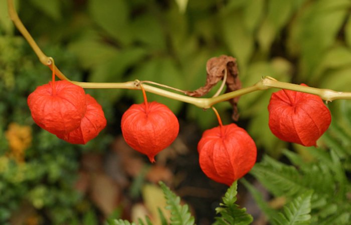 Ashwagandha: Het geheim voor meer kalmte en minder stress