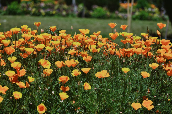 Escholtzia Californica, Het natuurlijke slaapmutsje